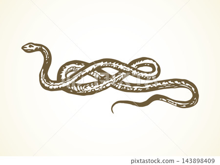 Snake. Vector drawing Snake. Vector drawing 143898409
