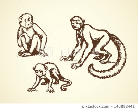 Lemur. Vector illustration Lemur. Vector illustration 143898441