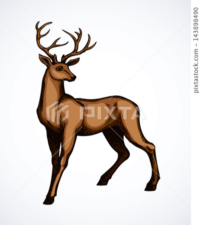 Beautiful noble deer. Vector drawing Beautiful noble deer. Vector drawing 143898490