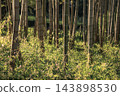 A quiet forest and grove where sunlight filters through the trees. 143898530