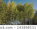 A beautiful bamboo grove stretching straight up into the blue sky 143898531
