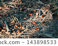 Autumn leaves scattered in a chic shade, creating a textured look. 143898533