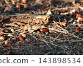 A pile of fallen leaves on the ground, illuminated by the golden light of the setting sun. 143898534