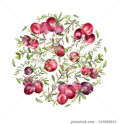 Cranberry branches watercolor round frame design isolated. Natural berry circle element for label, plate design or packaging design. Superfood winter berries in hand drawn round illustration. Cranberry branches watercolor round frame design isolated. Natural berry circle element for label, plate design or packaging design. Superfood winter berries in hand drawn round illustration. 143898831