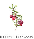 Cranberry branch watercolor hand drawn on white background. Cluster of red bog berries with green leaves for superfood label. Botanical illustration for natural food branding or packaging design. 143898839