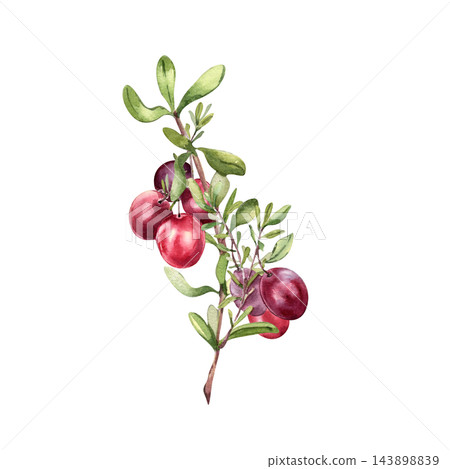 Cranberry branch watercolor hand drawn on white background. Cluster of red bog berries with green leaves for superfood label. Botanical illustration for natural food branding or packaging design. 143898839