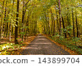 Scenic autumn forest covered with colorful fallen leaves creating vibrant natural carpet across the woodland floor. Tall deciduous trees with golden orange and red foliage surround peaceful landscape 143899704