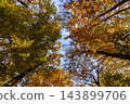 Scenic autumn forest covered with colorful fallen leaves creating vibrant natural carpet across the woodland floor. Tall deciduous trees with golden orange and red foliage surround peaceful landscape 143899706