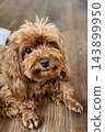 Portrait of brown Cavapoo dog or mixed breed poodle on floor 143899950