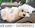 Portrait of Adorable white Maltese puppy relax on bedchair 143899951