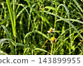 tridax procumbens daisy grass flowers with dew after raining 143899955