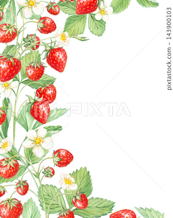 Strawberry vertical corner frame border with white flowers, leaves and empty space. Hand drawn watercolor botanical illustration isolated element. Card background design for tea packaging. Strawberry vertical corner frame border with white flowers, leaves and empty space. Hand drawn watercolor botanical illustration isolated element. Card background design for tea packaging. 143900103