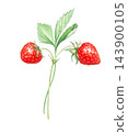 Strawberry branch with ripe red berries, stems and green leaves. Hand drawn watercolor botanical illustration isolated element. Clipart design for food packaging, tea label and printing. 143900105