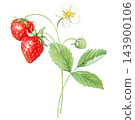 Strawberry branch with ripe berries, white flower, unripe bud and leaves. Hand drawn watercolor botanical illustration isolated element. Clipart design for food packaging and tea label. 143900106