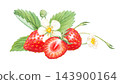 Strawberry vignette arrangement with halved berry, blossoms, leaves and arching stems. Hand drawn watercolor botanical illustration element. Vignette header design for tea packaging 143900164