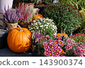 Pumpkin display with chrysanthemums and heather outdoors for autumn harvest decoration 143900374
