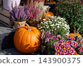 Pumpkin display with chrysanthemums and heather outdoors for autumn harvest decoration 143900375