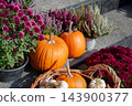 Pumpkin display with chrysanthemums and heather outdoors for autumn harvest decoration 143900377