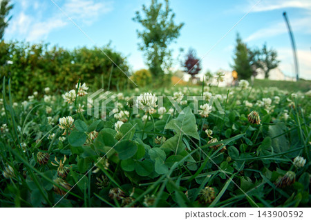 botanical backdrop template showcasing alsike clover blossoms surrounded by fresh green grass foliage carpet botanical backdrop template showcasing alsike clover blossoms surrounded by fresh green grass foliage carpet 143900592