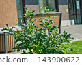 Young Shrub Line Planted Along City Sidewalk 143900622