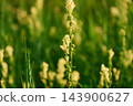 Minimalist Organic Texture of Yellow Toadflax for Layouts 143900627