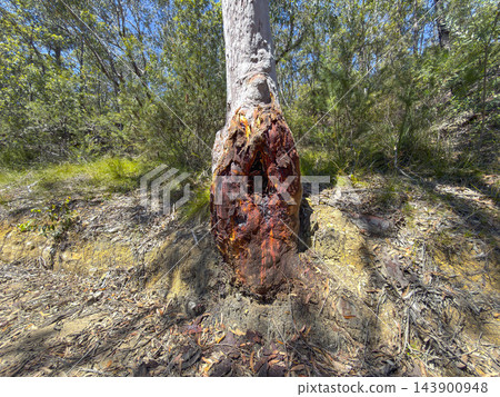 A bushfire damaged gum tree alongside a dirt track in the Blue Mountains A bushfire damaged gum tree alongside a dirt track in the Blue Mountains 143900948