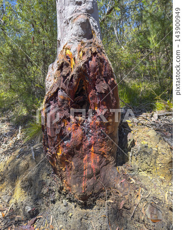 A bushfire damaged gum tree alongside a dirt track in the Blue Mountains A bushfire damaged gum tree alongside a dirt track in the Blue Mountains 143900949