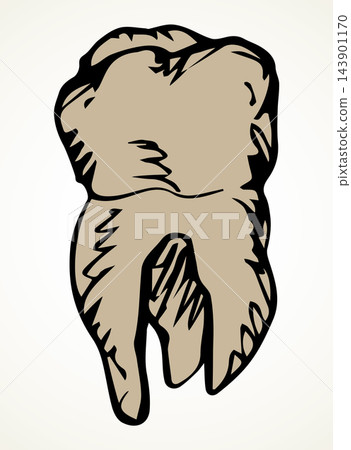 The layout of tooth. Vector drawing 143901170