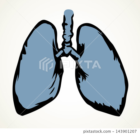 Body organ. Lungs. Vector drawing 143901207