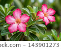 pink flowers in tropical 143901273