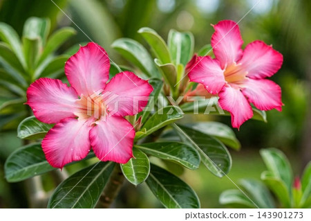 pink flowers in tropical 143901273