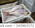 Red Snapper Fish Surrounded by Crushed Ice in a Cooler Box. 143901572
