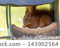 Red squirrel feeding inside wooden bird feeder surrounded forest greenery soft daylight. Closeup wildlife portrait shows alert mammal fluffy tail natural habitat calm atmosphere, blurred background 143902564