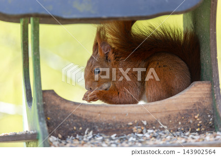 Red squirrel feeding inside wooden bird feeder surrounded forest greenery soft daylight. Closeup wildlife portrait shows alert mammal fluffy tail natural habitat calm atmosphere, blurred background Red squirrel feeding inside wooden bird feeder surrounded forest greenery soft daylight. Closeup wildlife portrait shows alert mammal fluffy tail natural habitat calm atmosphere, blurred background 143902564