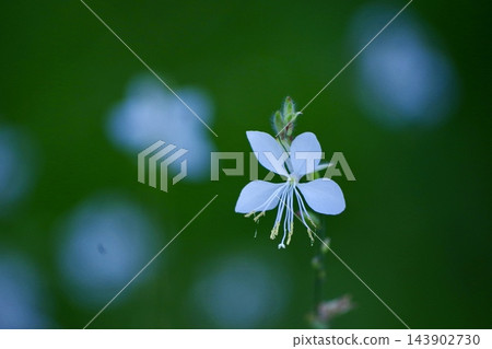 特寫鏡頭展現了一朵嬌嫩的白色山桃草花，在美麗的綠色背景下格外醒目。 143902730