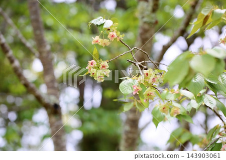 櫻花Gyoikou 櫻花Gyoikou 143903061