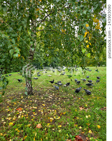 Many pigeons feeding on a green lawn with fallen yellow leaves framed by hanging birch branches with green and yellow leaves in an autumn park Many pigeons feeding on a green lawn with fallen yellow leaves framed by hanging birch branches with green and yellow leaves in an autumn park 143903090