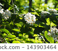 White flowers and fresh greenery blooming along the hiking trail of Jinba Mountain 143903464