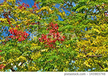 紅台灣木源寺果(秋季、十月) 紅台灣木源寺果(秋季、十月) 143903748