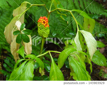 10 月開始變色的果實被認為是蘆葦天南星(Arisaema ashiuense)。 10 月開始變色的果實被認為是蘆葦天南星(Arisaema ashiuense)。 143903929