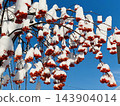 A scene from a park on a sunny winter day. 143904014