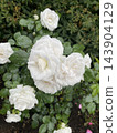 It's a white rose shaped like a heart. 143904129