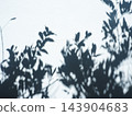 Natural tree leaf shadow reflected on white wall background, aesthetic minimal concept. 143904683