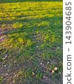 Green grass field illuminated by warm golden sunlight during morning sunset. 143904685
