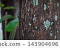 Natural tree bark texture with pale green lichen growing on rough wooden trunk, ideal for environmental  143904696