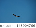 Heron flying in the sky 143904766