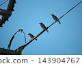 Mustard to stick to the electric wire 143904767