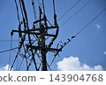 Several starlings perched on a utility pole 143904768