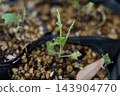 Vegetable seedlings damaged by pests 143904770