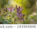 Autumn flowers Hototogisu 143904846